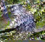 Koala Conservation Centre - Inverell Accommodation