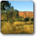 Wilora NT Inverell Accommodation