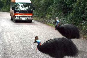 Kookaburra Tours - Inverell Accommodation 0
