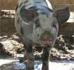 Wagga Wagga Zoo - Inverell Accommodation