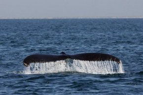 Three Islands Whale Shark Dive - Inverell Accommodation 1