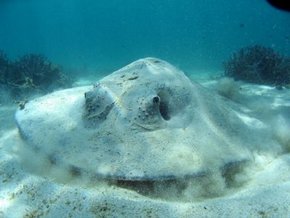 Three Islands Whale Shark Dive - Inverell Accommodation 2