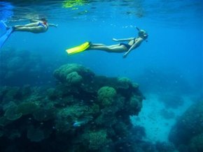 Three Islands Whale Shark Dive - Inverell Accommodation 3