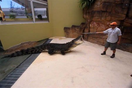 Crocosaurus Cove - Inverell Accommodation 2