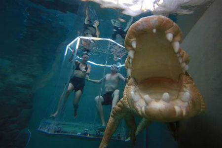 Crocosaurus Cove - Inverell Accommodation 3