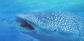 Ningaloo Blue Dive - Inverell Accommodation 1