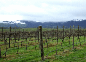 Kinloch Wines - Inverell Accommodation