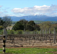 Buller View Wines - Inverell Accommodation