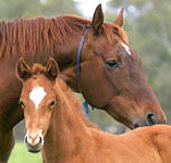 Blue Gum Farm - Inverell Accommodation