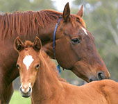 Blue Gum Farm - Inverell Accommodation 0