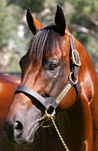 Blue Gum Farm - Inverell Accommodation 2