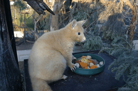 Caversham Wildlife Park - Inverell Accommodation 1