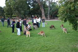 Caversham Wildlife Park - Inverell Accommodation 2