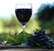 Lion Mill Vineyards - Inverell Accommodation