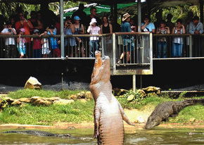 Crocodylus Park - Inverell Accommodation 2