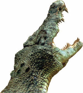 Crocodylus Park - Inverell Accommodation 3