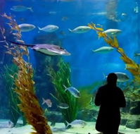 Melbourne Aquarium - Inverell Accommodation