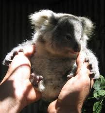 Koala Park Sanctuary - Inverell Accommodation 1