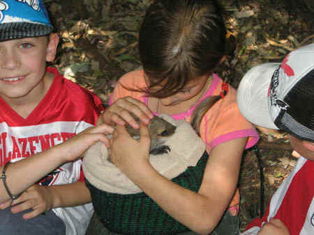 Koala Park Sanctuary - Inverell Accommodation 3