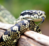 Reptile Encounters - Inverell Accommodation