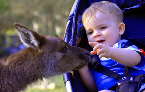 Australian Reptile Park - Inverell Accommodation 6