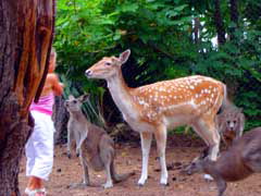 Birdland Animal Park - Inverell Accommodation 4