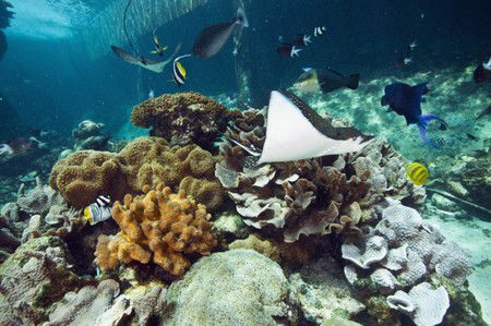 Reef HQ Great Barrier Reef Aquarium - Inverell Accommodation 3