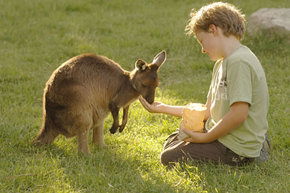 Cleland Wildlife Park - Inverell Accommodation 4