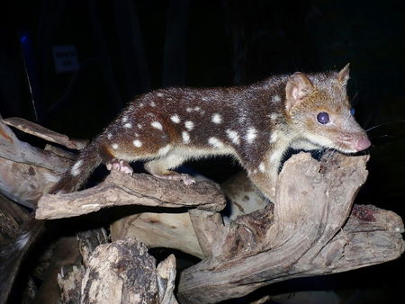 East Coast Natureworld - Inverell Accommodation 5