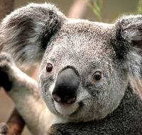 Potoroo Palace - Inverell Accommodation