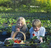 Blue Hills Berries  Cherries - Inverell Accommodation