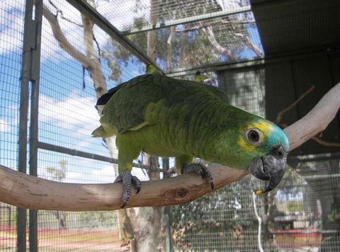 Darling Downs Zoo - Inverell Accommodation 1