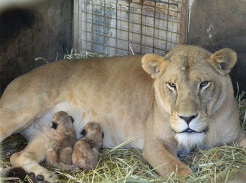 Darling Downs Zoo - Inverell Accommodation 2