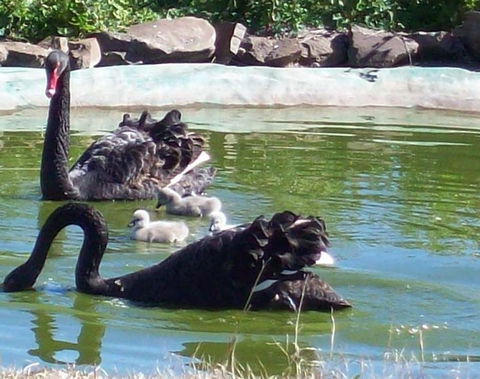 Darling Downs Zoo - Inverell Accommodation 3