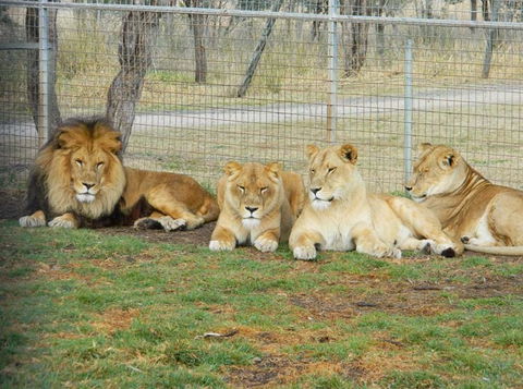 Darling Downs Zoo - Inverell Accommodation 4