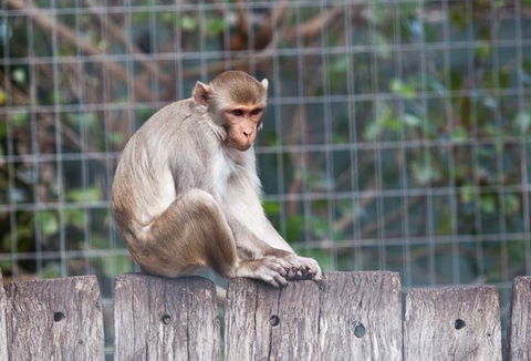 Darling Downs Zoo - Inverell Accommodation 5