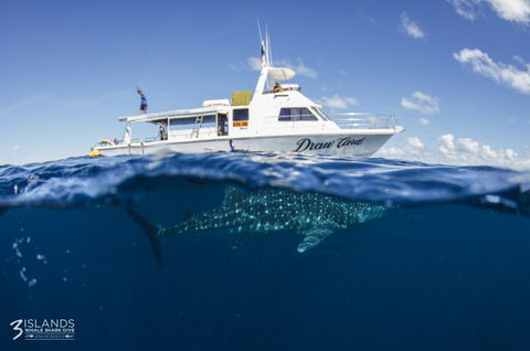 Three Islands Whale Shark Dive - Inverell Accommodation 4