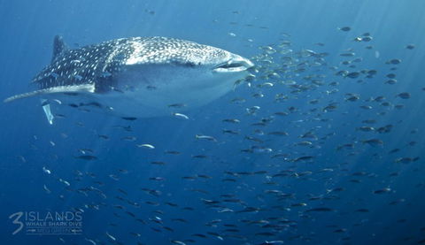 Three Islands Whale Shark Dive - Inverell Accommodation 5