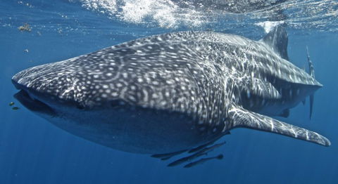 Three Islands Whale Shark Dive - Inverell Accommodation 7