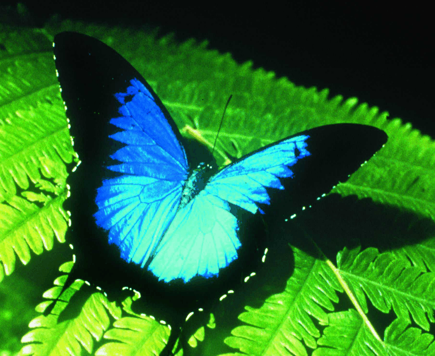 Australian Butterfly Sanctuary - Inverell Accommodation