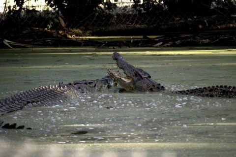 Billabong Sanctuary - Inverell Accommodation 3