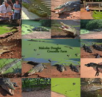 The Malcolm Douglas Crocodile Park - Inverell Accommodation