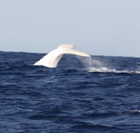 Australian Whale Watching - Inverell Accommodation