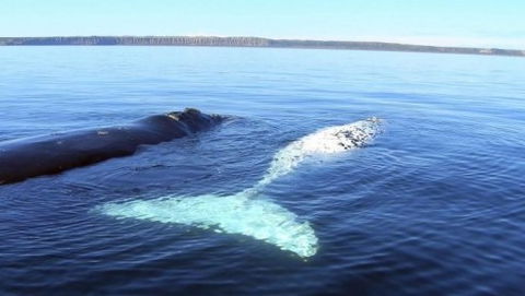 Australian Whale Watching - Inverell Accommodation 9