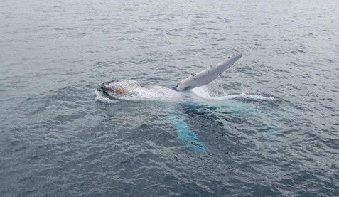 Australian Whale Watching - Inverell Accommodation 10