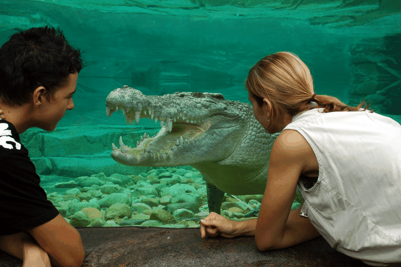 Cairns Wildlife Dome - Inverell Accommodation 1