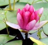 The Lotus Day Spa and Retreat - Inverell Accommodation