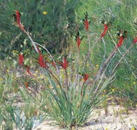 Kalbarri Wildflower Centre - Inverell Accommodation