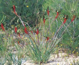 Kalbarri Wildflower Centre - Inverell Accommodation 0