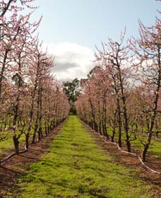 Raeburn Orchards - Inverell Accommodation 0